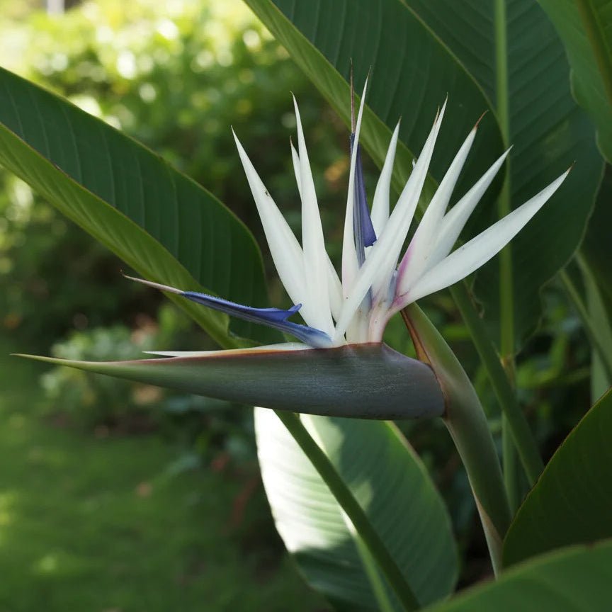 Bird of Paradise (Strelitzia nicolai) - Ladybird Nursery