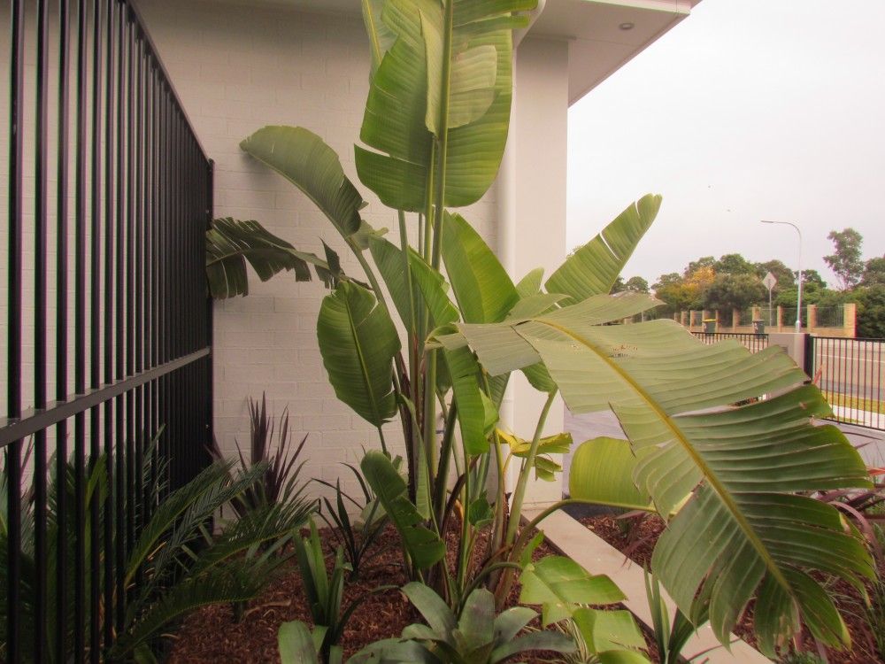 Bird of Paradise (Strelitzia nicolai) - Ladybird Nursery
