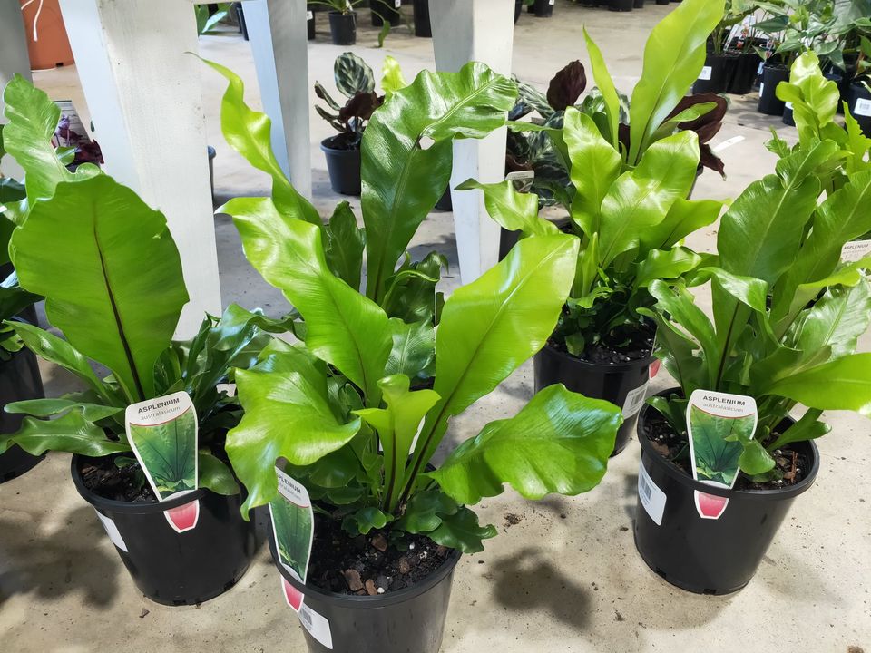 birds nest fern for sale brisbane Birds Nest Fern Plant – Buy Now! – Ladybird Nursery