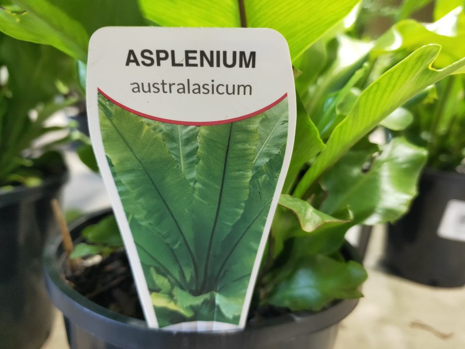 Birds Nest Fern - Ladybird Nursery