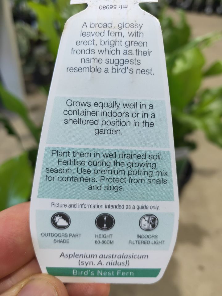 Birds Nest Fern