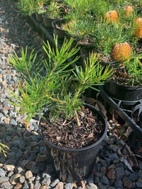 Dwarf Banksia 'Birthday Candles' (Banksia spinulosa) - Ladybird Nursery