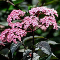 Black Beauty Elderberry