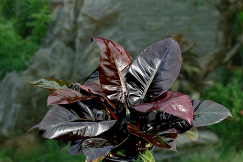 Philodendron Sun Red (Philodendron erubescens) - Ladybird Nursery