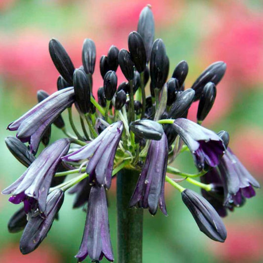 Black Magic Agapanthus