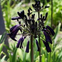 Black Magic Agapanthus