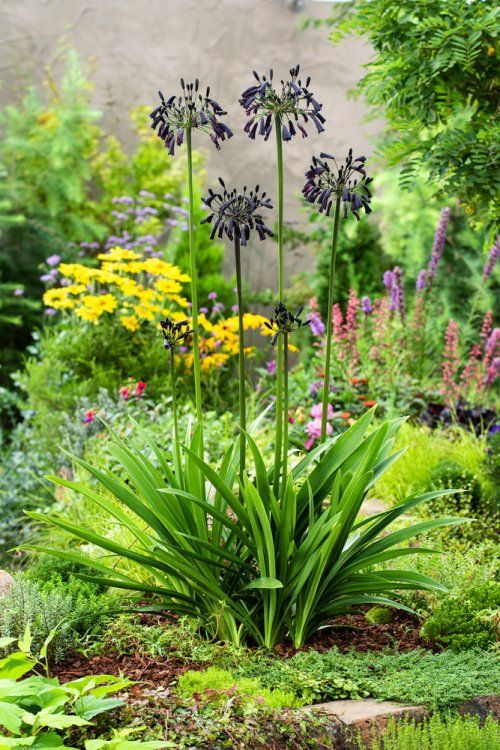 Black Magic Agapanthus - Ladybird Nursery