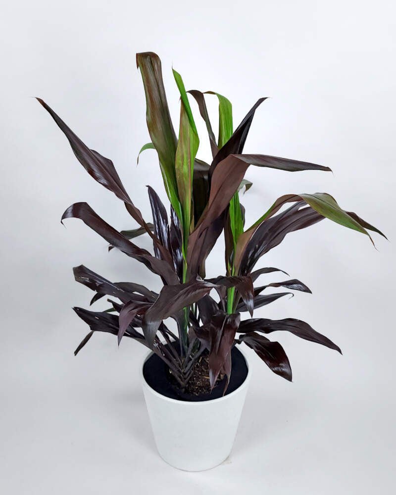 Cordyline Magic (Cordyline Black) - Ladybird Nursery