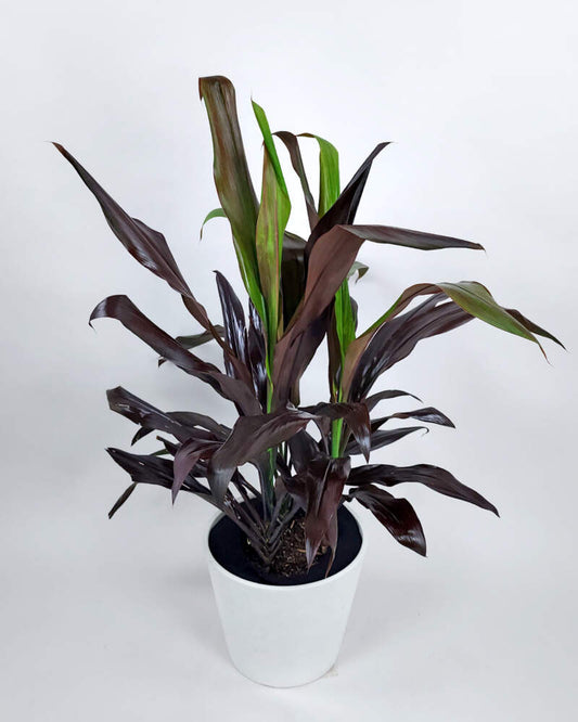 Cordyline Magic (Cordyline Black)