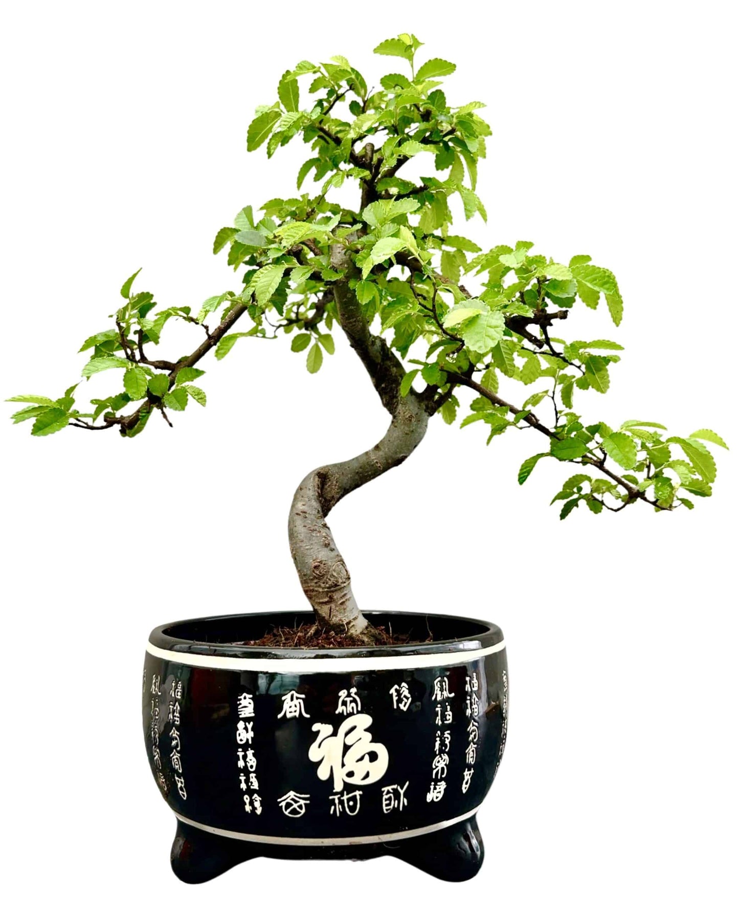 Bonsai Tree in Ceramic Pot (Bonsai Range)