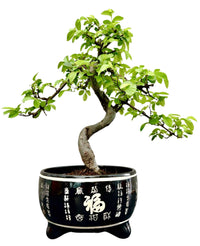Bonsai Tree in Ceramic Pot (Bonsai Range) - Ladybird Nursery