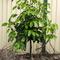 Black Sapote Tahiti (grafted)