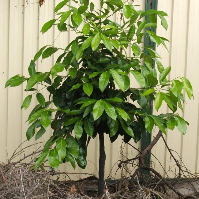 Black Sapote Tahiti (grafted) PICKUP ONLY - Ladybird Nursery