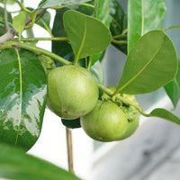 Black Sapote Tahiti (grafted) PICKUP ONLY - Ladybird Nursery