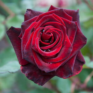 Rose Black Beauty 3 ft Standards (Rosa)