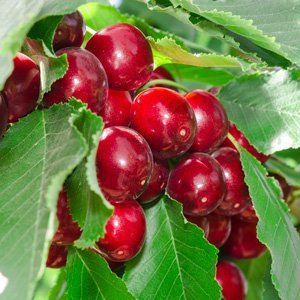 Dwarf Cherry Trixzie® 'Black Cherree' - Ladybird Nursery