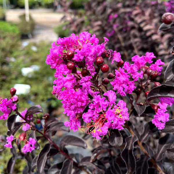 Crepe Myrtle spp. Intended (Canopy™ Lagerstroemia)