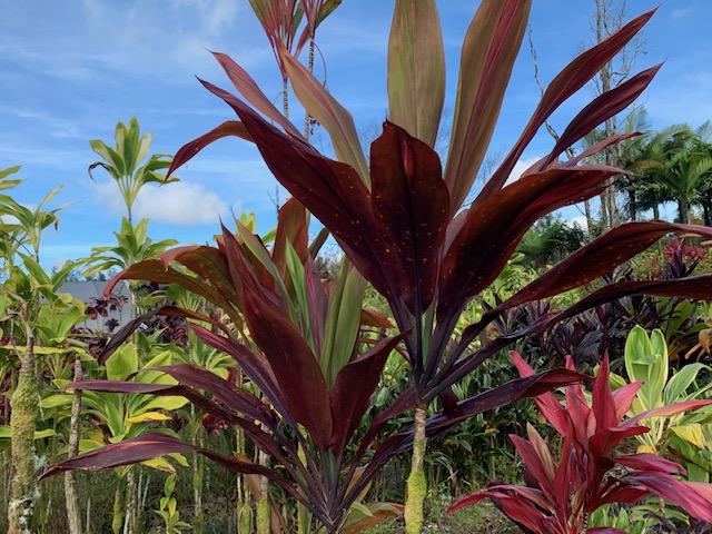Cordyline Magic (Cordyline Black) - Ladybird Nursery