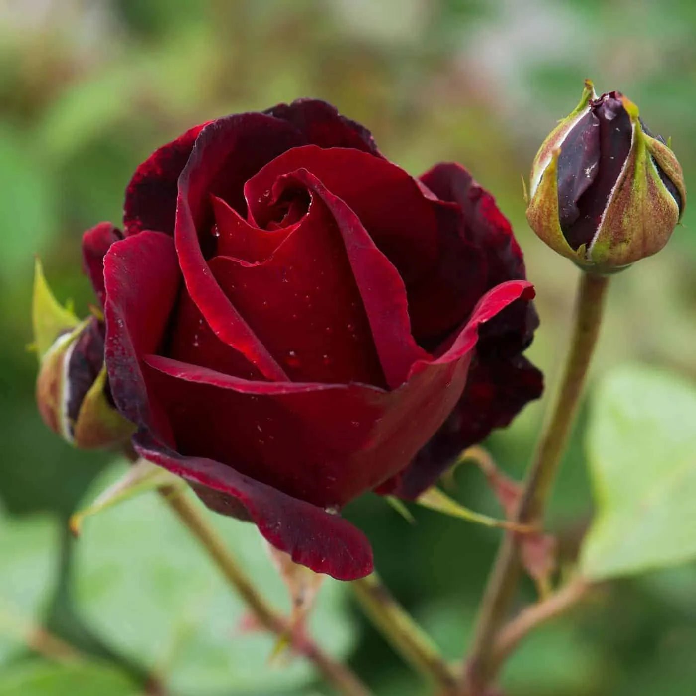 Rose Black Beauty 3 ft Standards (Rosa) - Ladybird Nursery