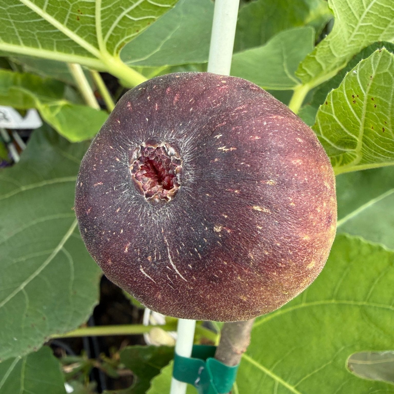 Black Genoa Fig - Large - Ladybird Nursery