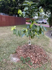 Black Sapote (Chocolate Pudding) - Large - Ladybird Nursery