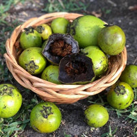Black Sapote (Chocolate Pudding) - Large - Ladybird Nursery