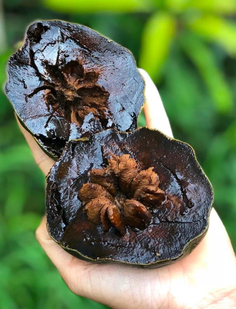 Black Sapote (Chocolate Pudding) - Large - Ladybird Nursery