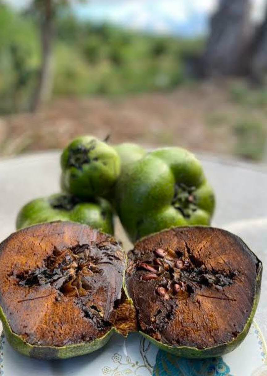Black Sapote (Chocolate Pudding) - Large - Ladybird Nursery
