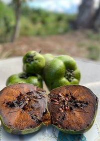 Black Sapote (Chocolate Pudding) - Large - Ladybird Nursery