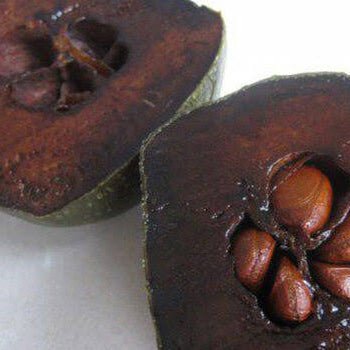 Black Sapote 'Mossman' - Ladybird Nursery