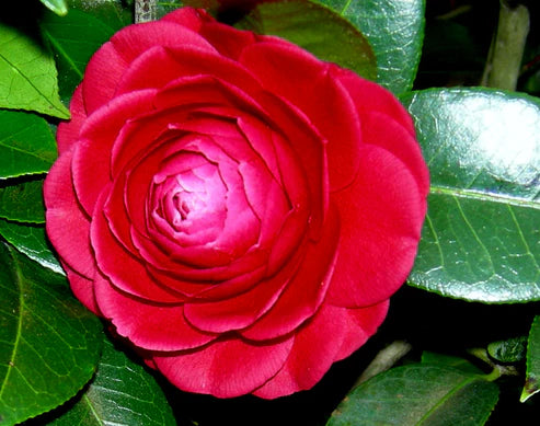 Camellia 'Black Tie' - Medium