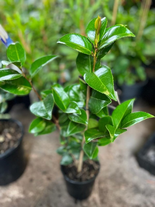 Camellia Bob Hope (Camellia japonica)