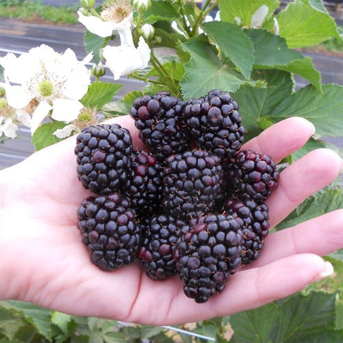 Blackberry 'Thornless Waldo' - Ladybird Nursery