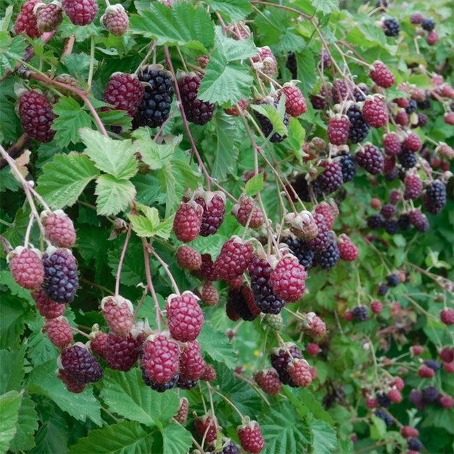 Blackberry 'Thornless Waldo'