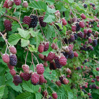 Blackberry 'Thornless Waldo'