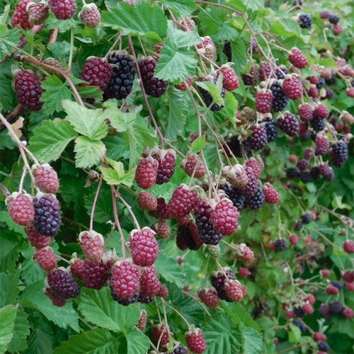 Blackberry 'Thornless Waldo' - Ladybird Nursery