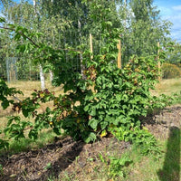 Blackberry 'Thornless Waldo' - Ladybird Nursery
