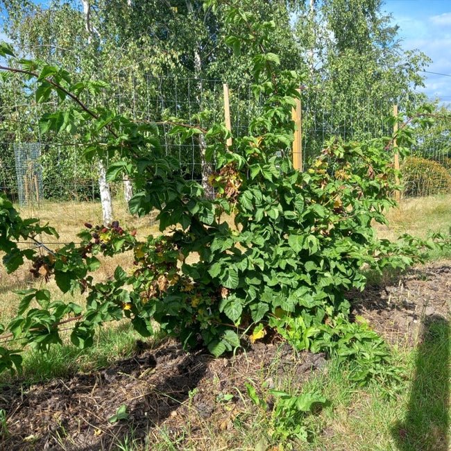 Blackberry 'Thornless Waldo' - Ladybird Nursery