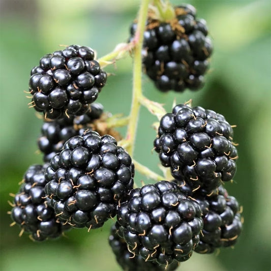 Blackberry 'Thornless Waldo'