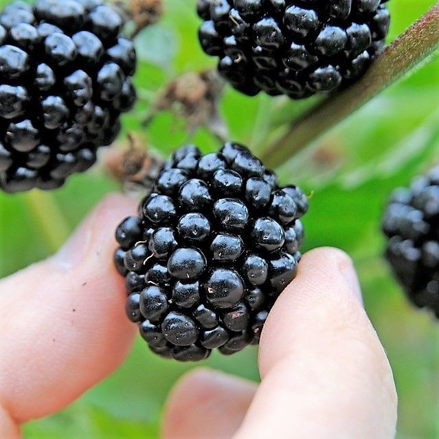 Blackberry 'Thornless Chester'