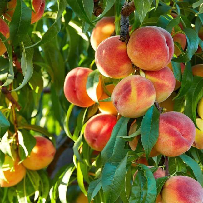 Blackburn Elberta - Ladybird Nursery
