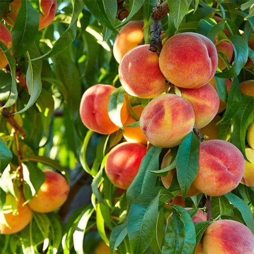 Blackburn Elberta - Ladybird Nursery