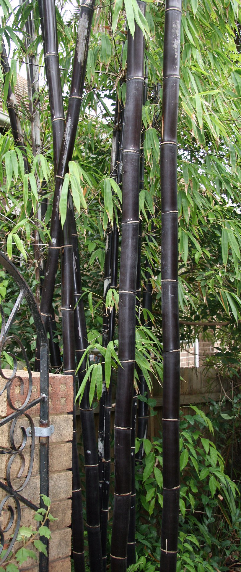 Timor Black Bamboo (Bambusa lako)