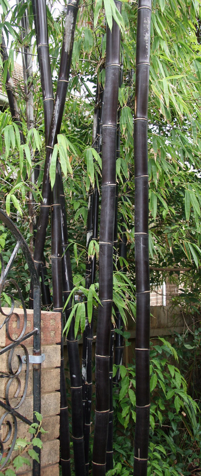 Timor Black Bamboo (Bambusa lako) - Ladybird Nursery