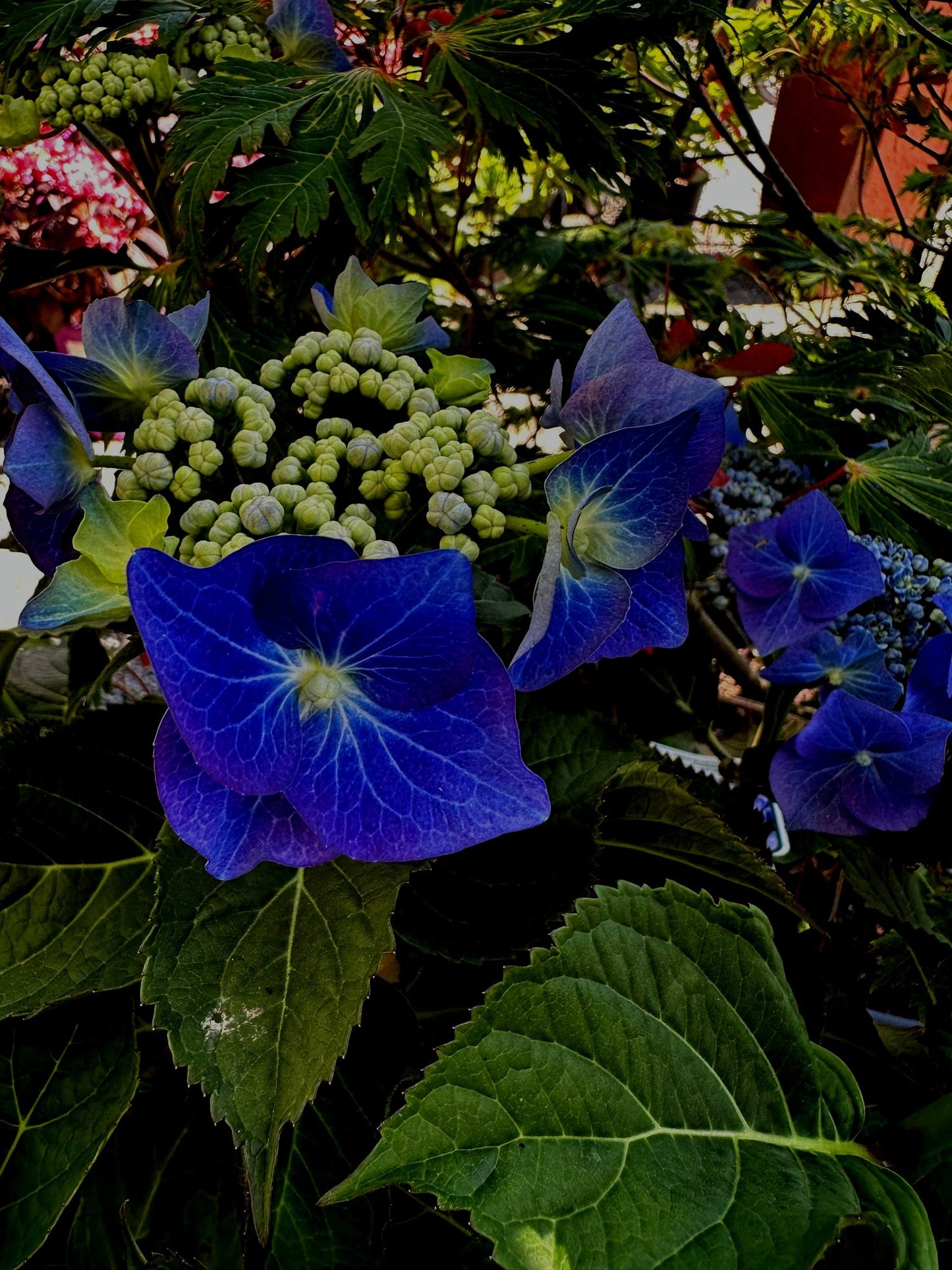 Bigleaf Hydrangea Black Lace (Hydrangea macrophylla)