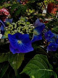Bigleaf Hydrangea Black Lace (Hydrangea macrophylla)