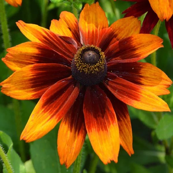 Rudbeckia Sunbeckia Black - eyed Susan Summerina Blazing Fire - Ladybird Nursery