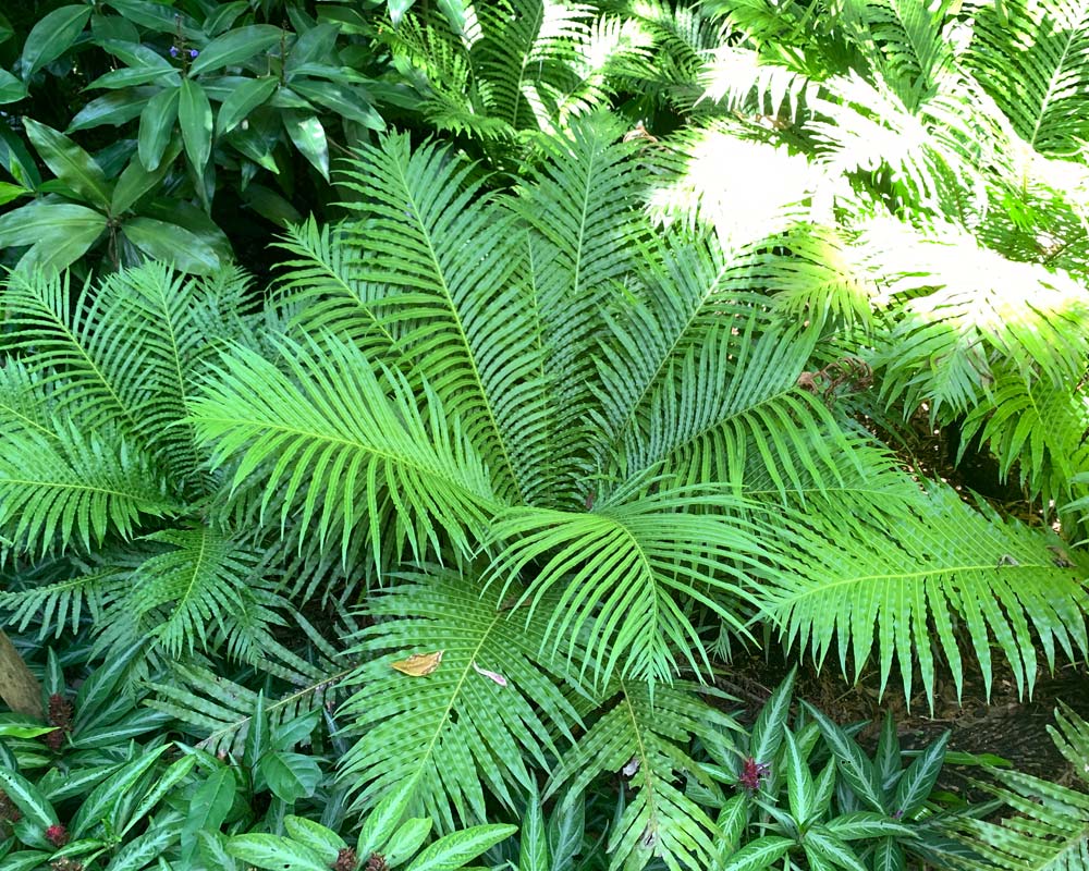Silver Lady Fern 200mm (Blechnum gibbum) - Ladybird Nursery