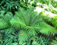 Silver Lady Fern 200mm (Blechnum gibbum)