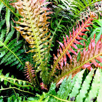 Red Dwarf Tree Fern Form (Blechnum brasiliense) - Ladybird Nursery